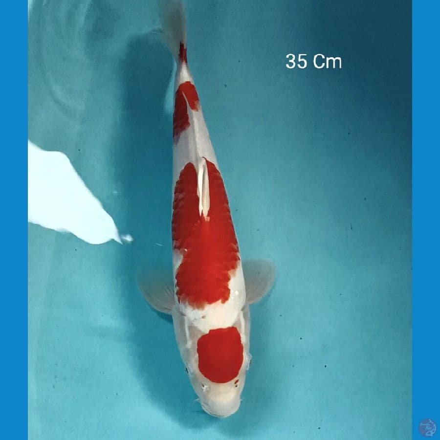 Kohaku 35 Cm