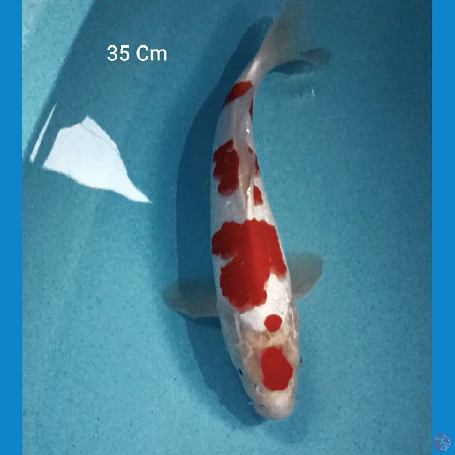 Kohaku 35 Cm
