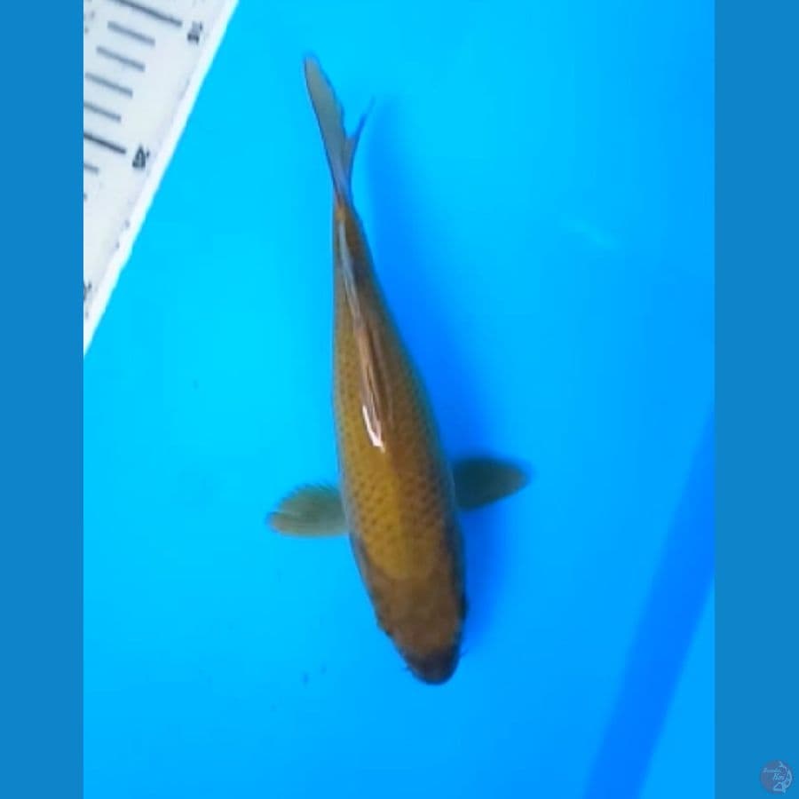 CHAGOI PEJINAK 19 Cm