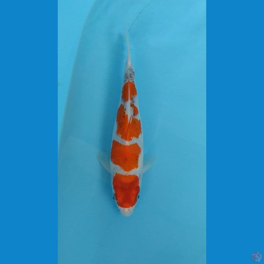 goshiki ceplok2 26cm