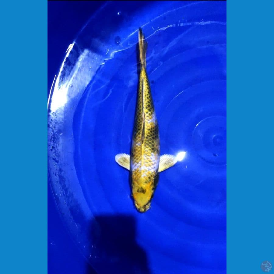 kin Showa 37cm