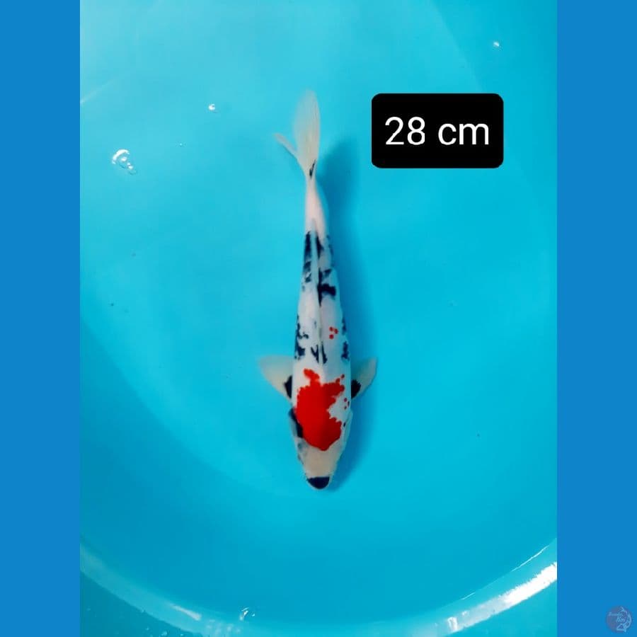 kanoko 28 cm