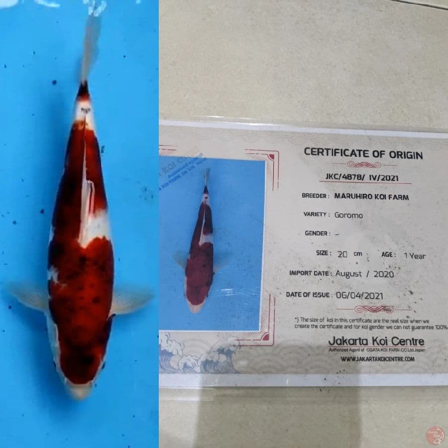 goromo 40cm impor maruhiro serti