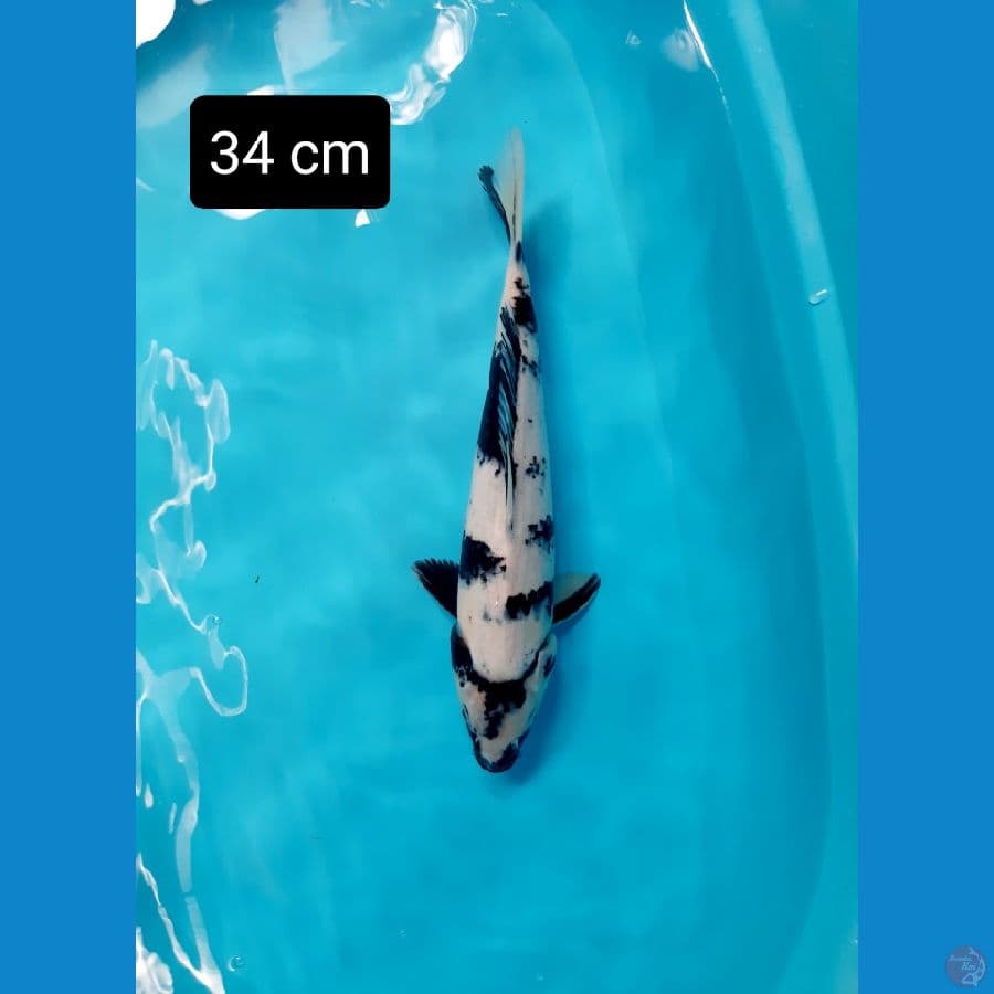 bahan 34 cm