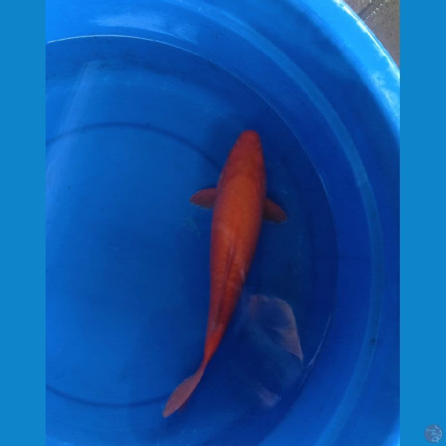 Red Karasi MM