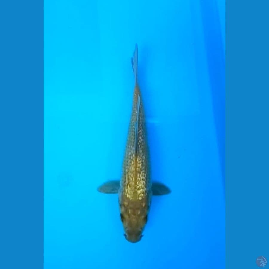 CHAGOI GINRIN 18 Cm