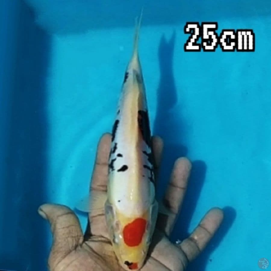 BENI KUMONRYU 25cm