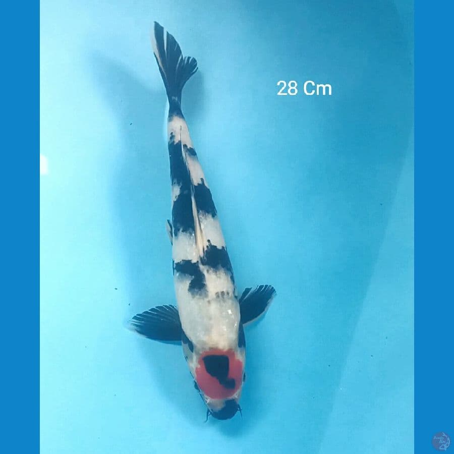 Tancho Showa 28 Cm