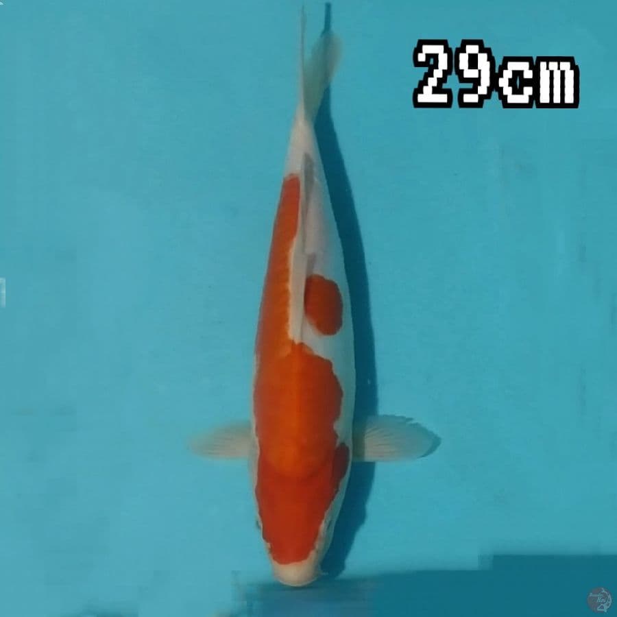 KOHAKU DOIT
