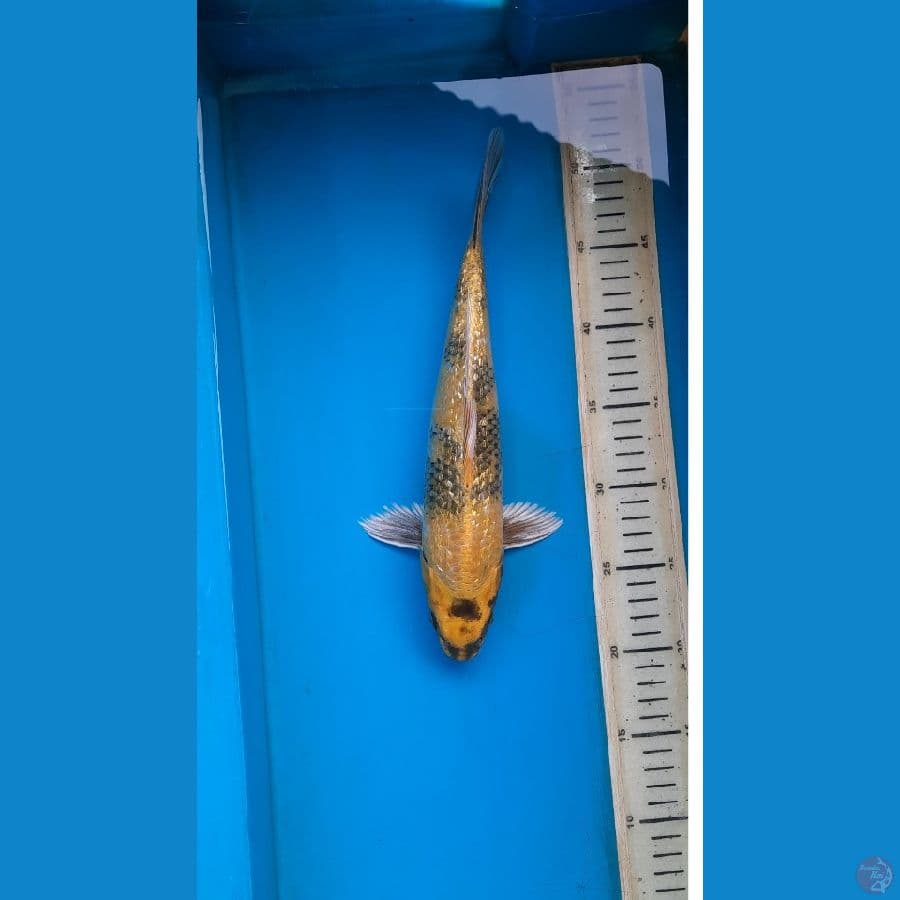 kin showa 31cm 