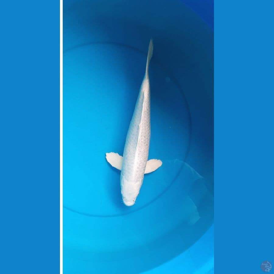 platinum gindrin 37cm