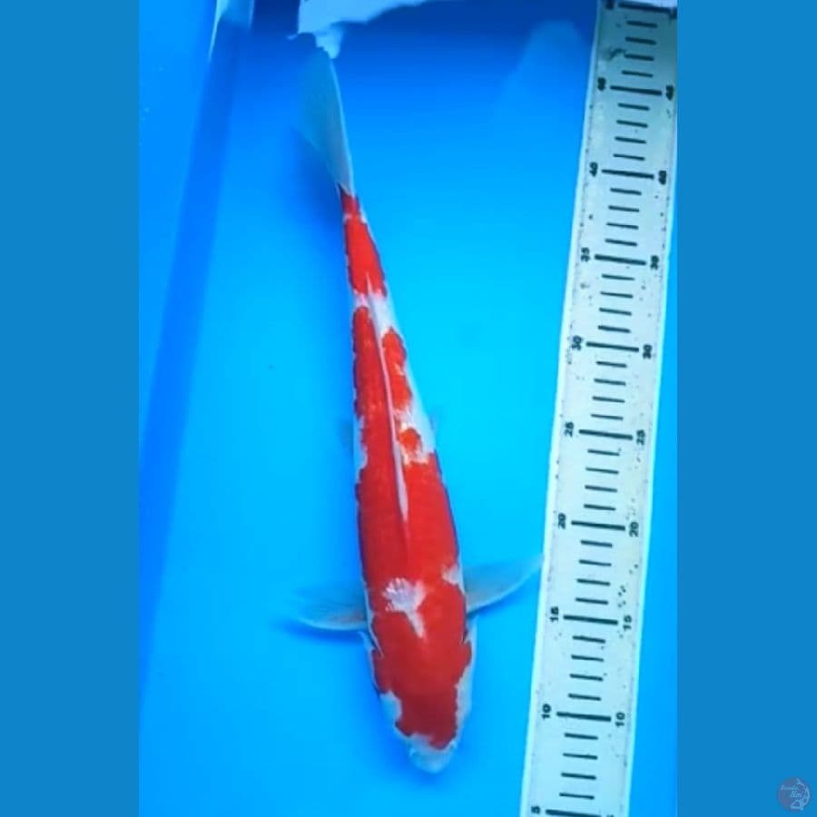 KOHAKU GINRIN 38 Cm, JANTAN