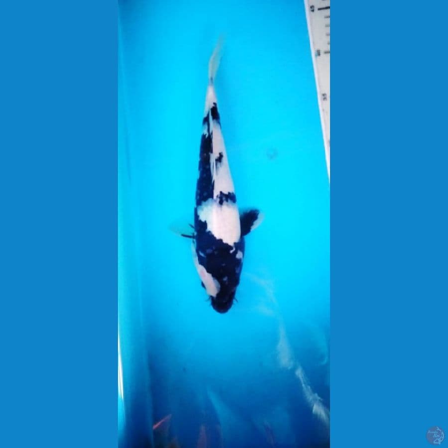 shiro 29 cm