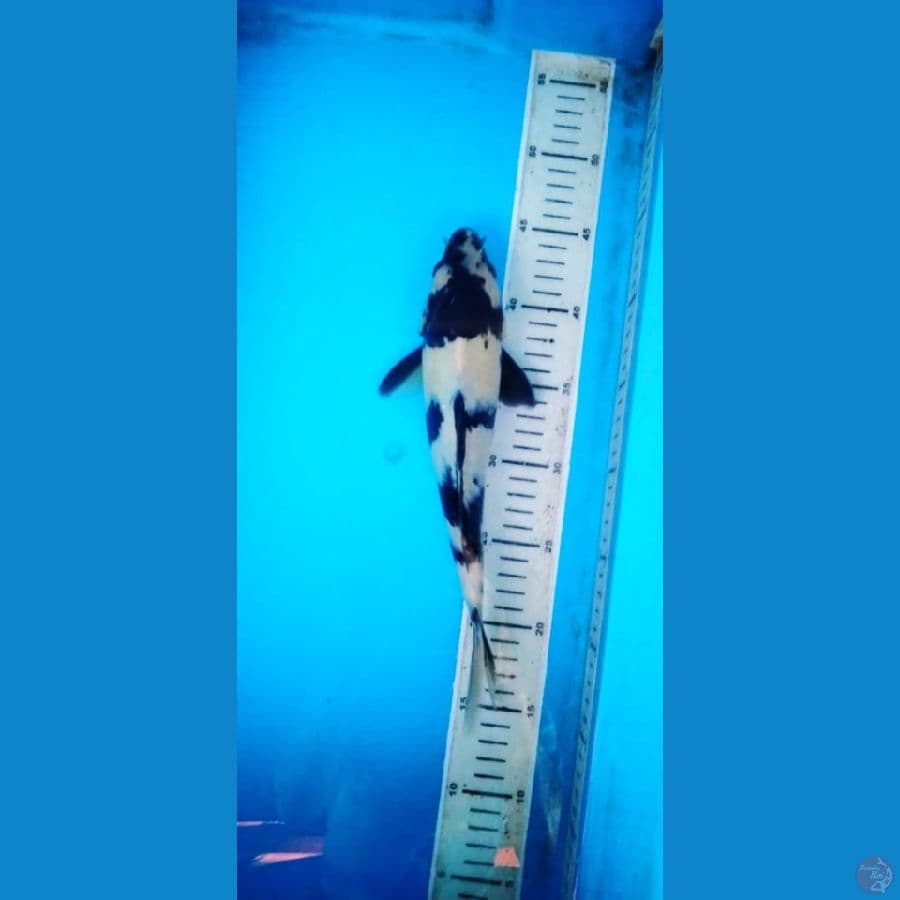 shoro 30 cm