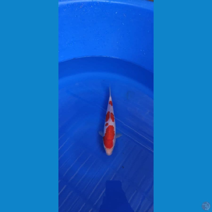 kohaku original halus
