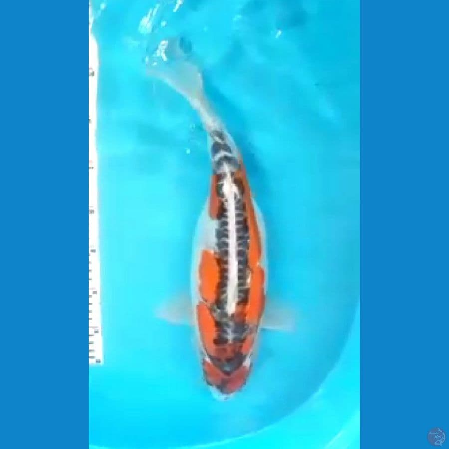 kiko 44 cm