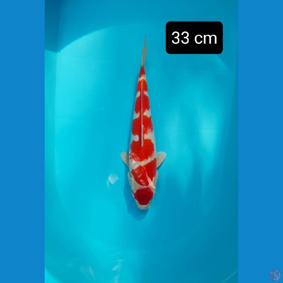 kohaku step 7 33 cm