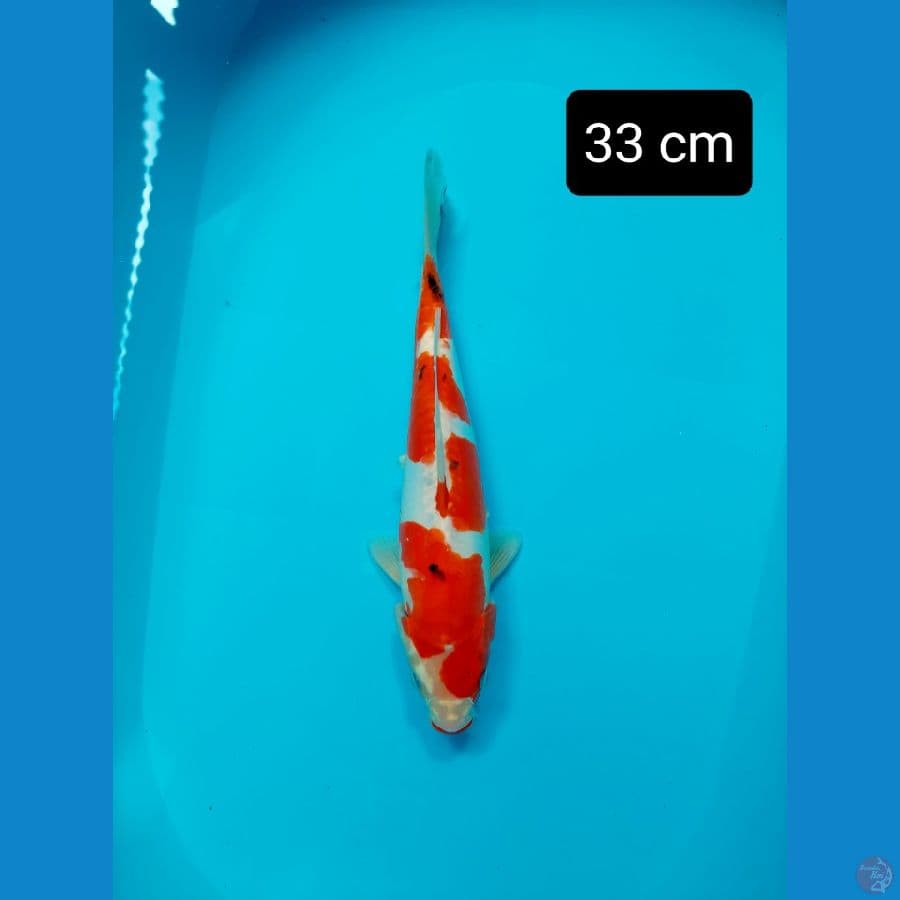sanke doit 33 cm
