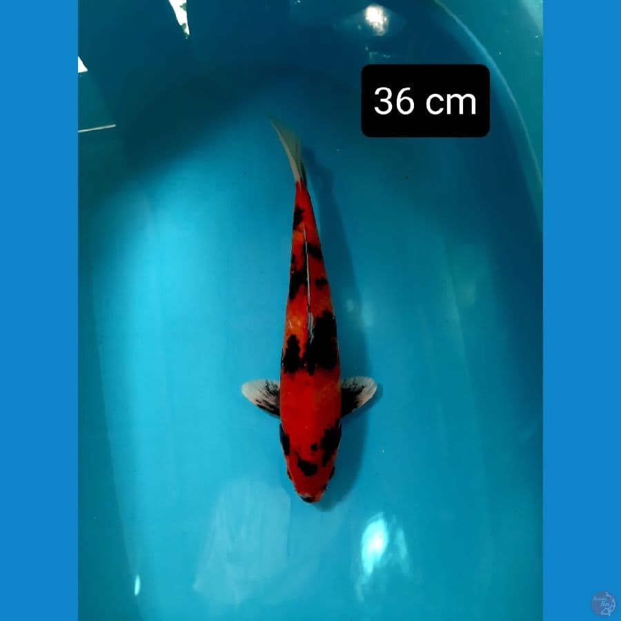 hishowa 36 cm