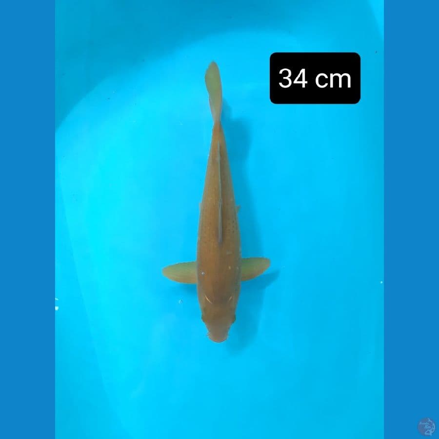 midori 34 cm