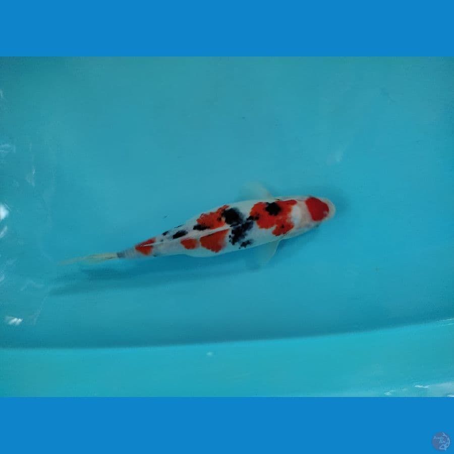 maruten sanke female 28 cm