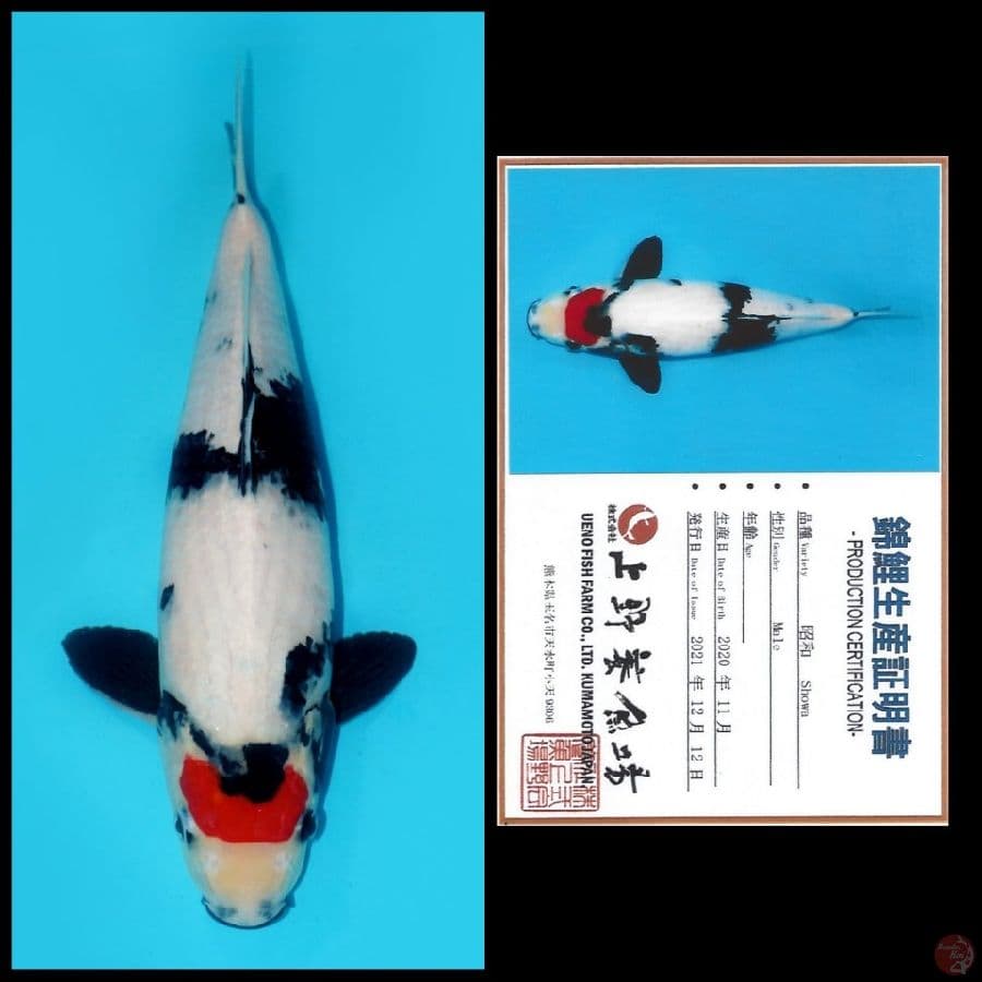 TANCHO SHOWA IMPORT UENO, 40CM MALE