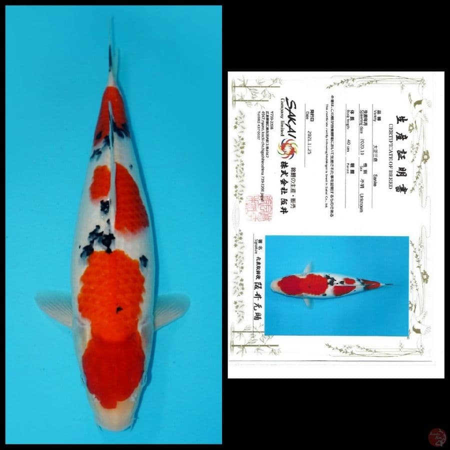 SANKE SANDAN IMPORT SAKAI, 40CM FEMALE