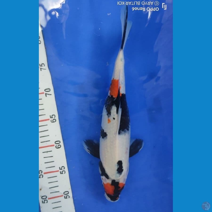 maruten showa original 36 cm