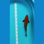 cagoi tembaga 35 cm