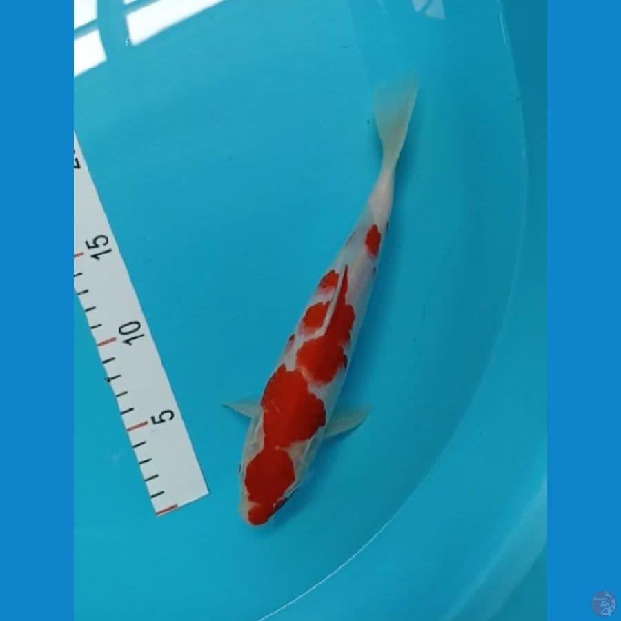 kohaku 25 cm