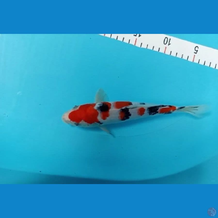 shanke 25 cm