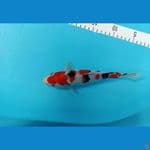 shanke 25 cm