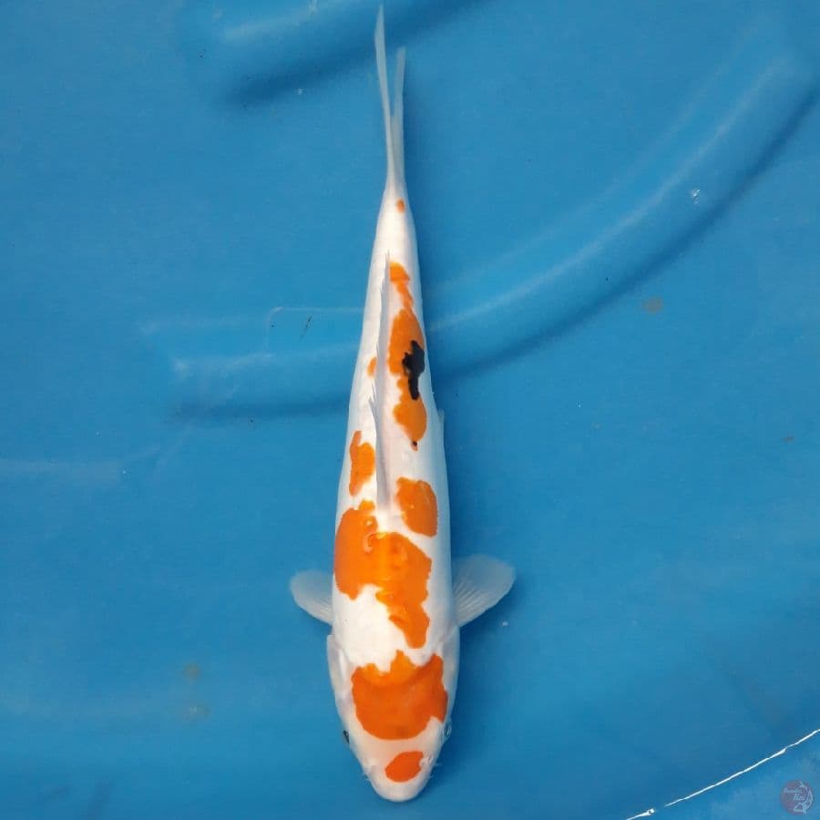 Doitsu Showa 30cm