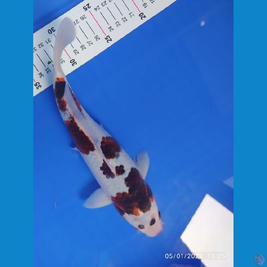 goromo 27 cm
