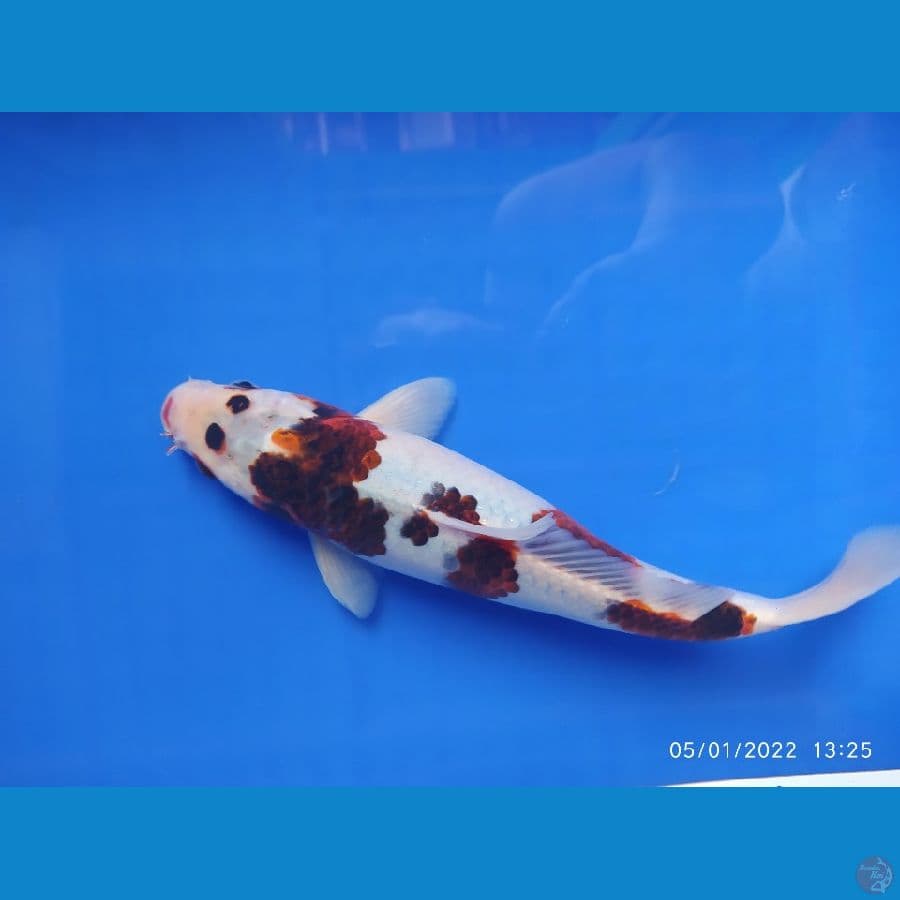 goromo 27 cm