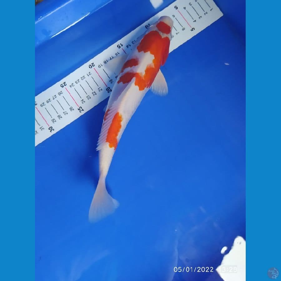 kohaku hikari 29 cm