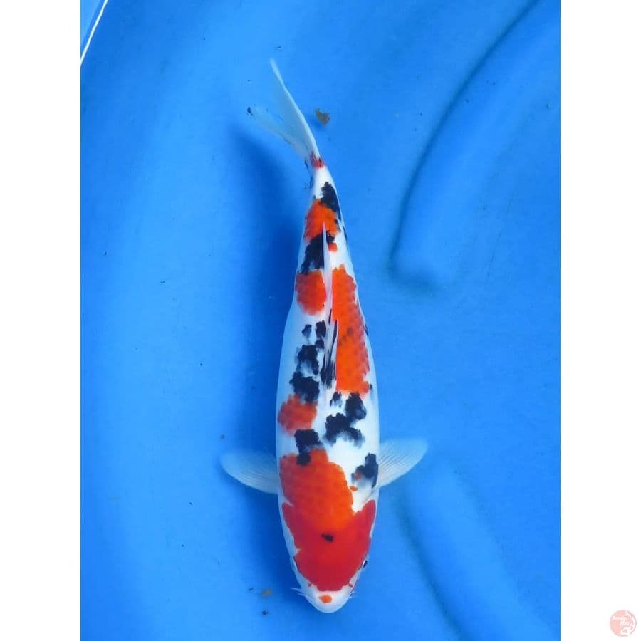 Sanke Original - 31cm 