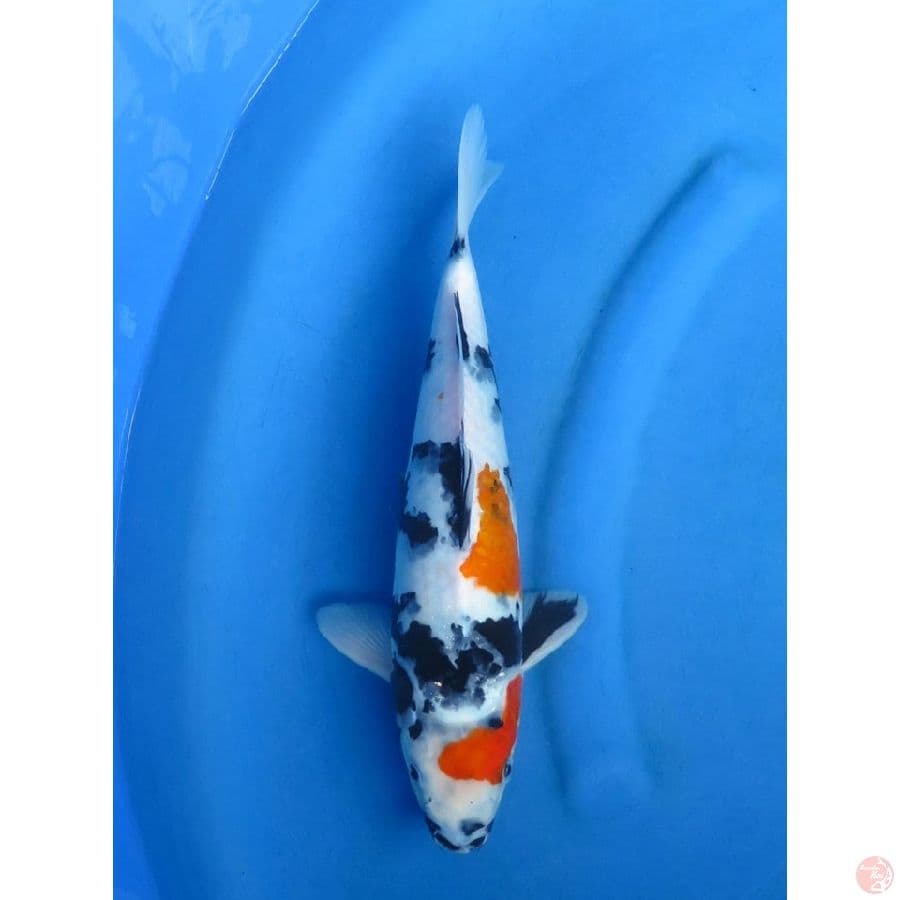 Kindai Showa - 32cm