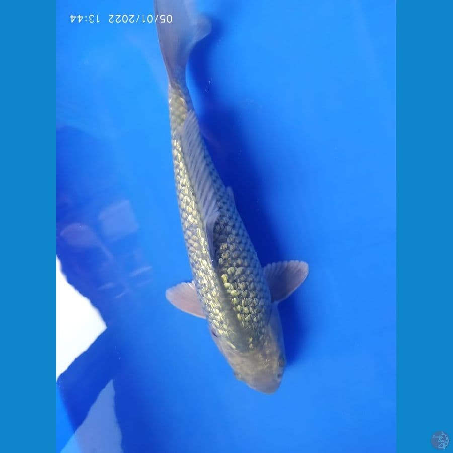 soragoi ginrin 27 cm