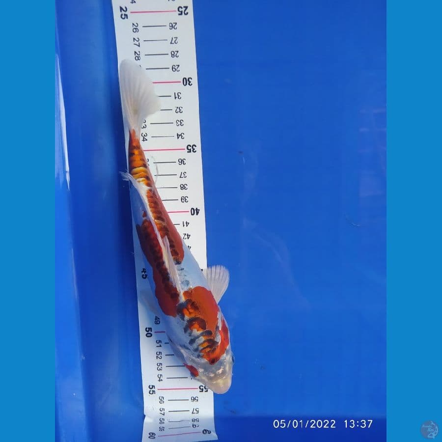 kiko inazuma25cm