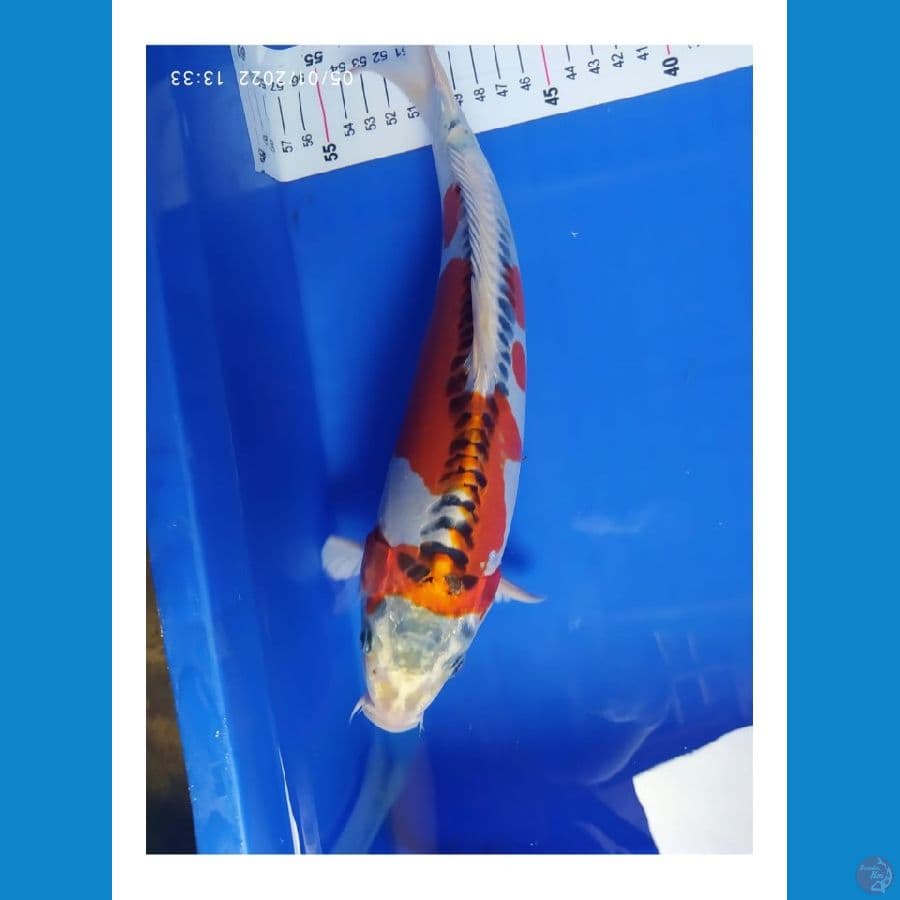 kiko 30 cm