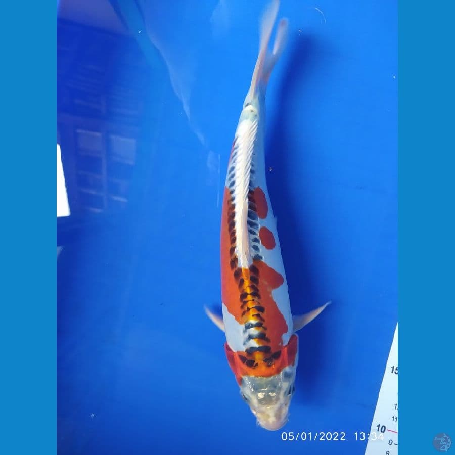 kiko 30 cm