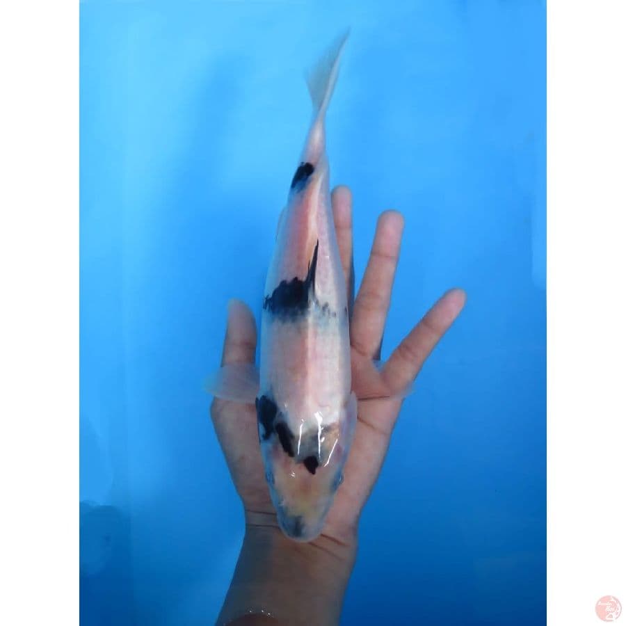 Shiro Evolution - 24cm