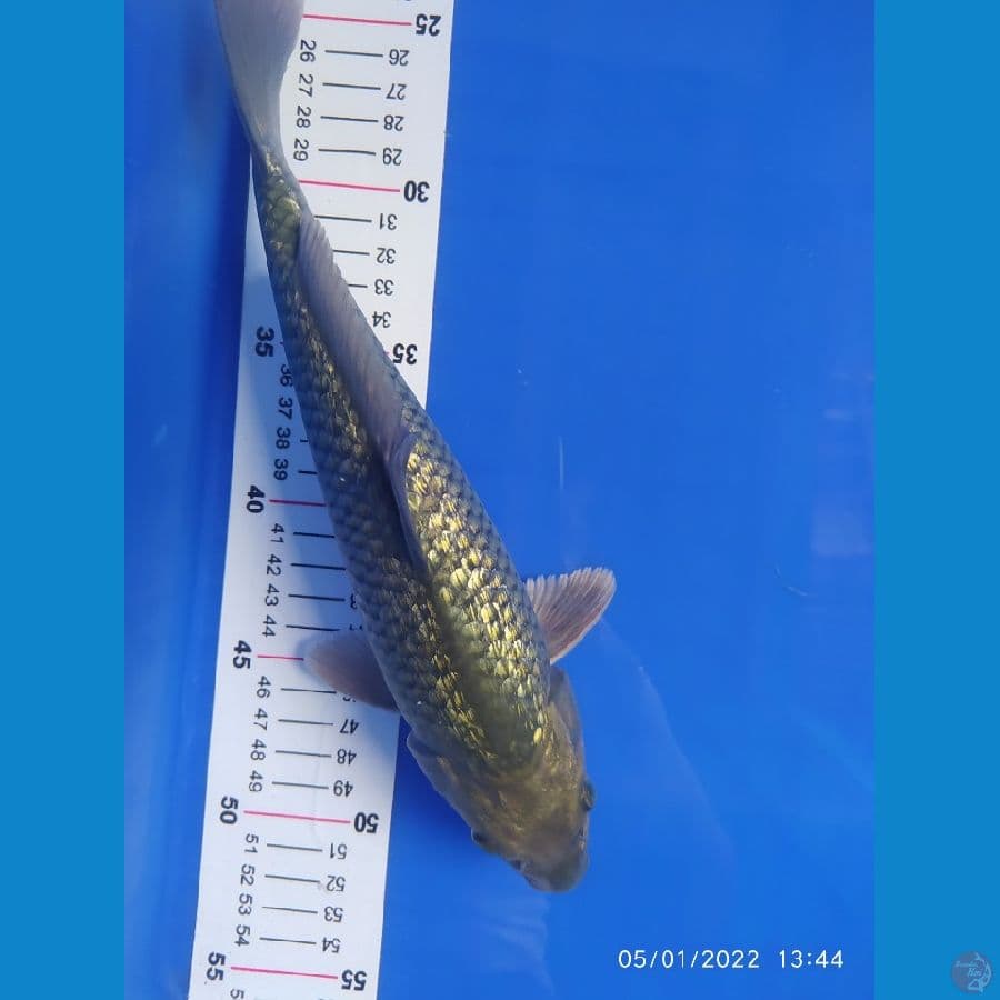midori ginrin 27cm