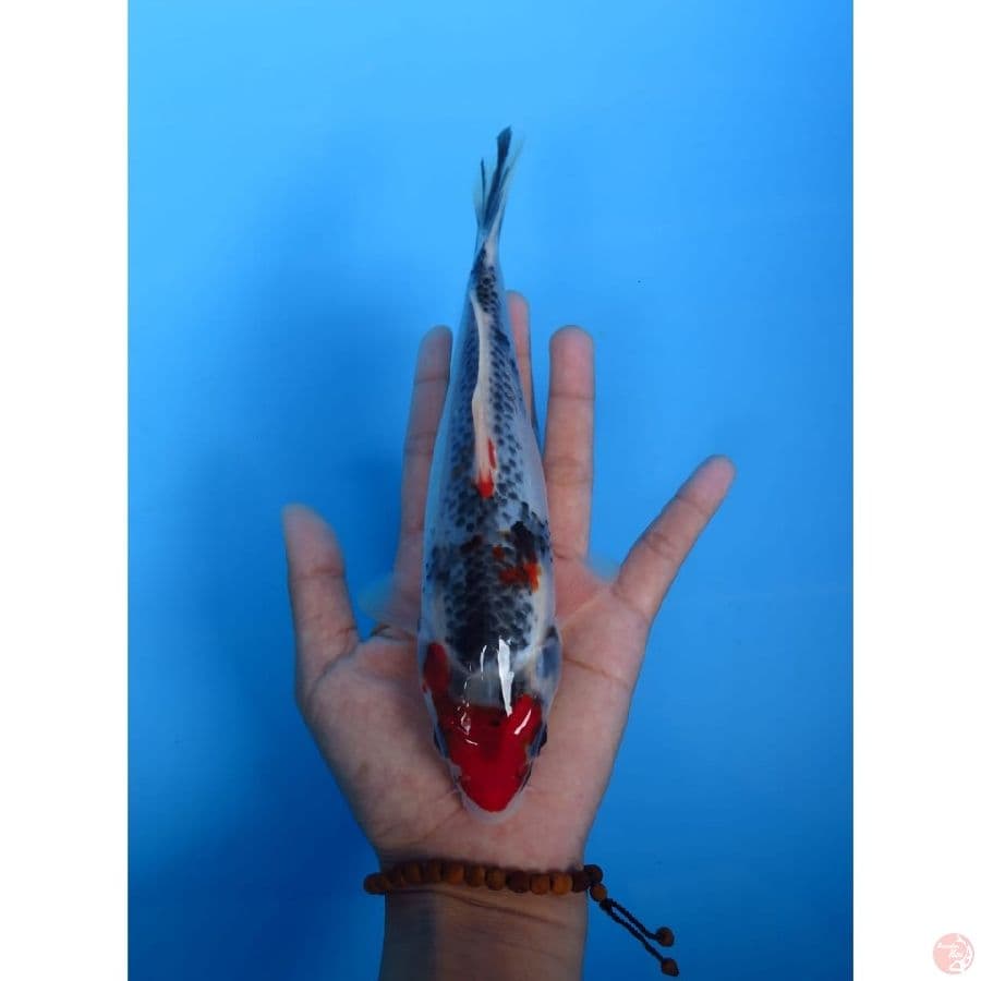 Tancho Antik - 19cm 
