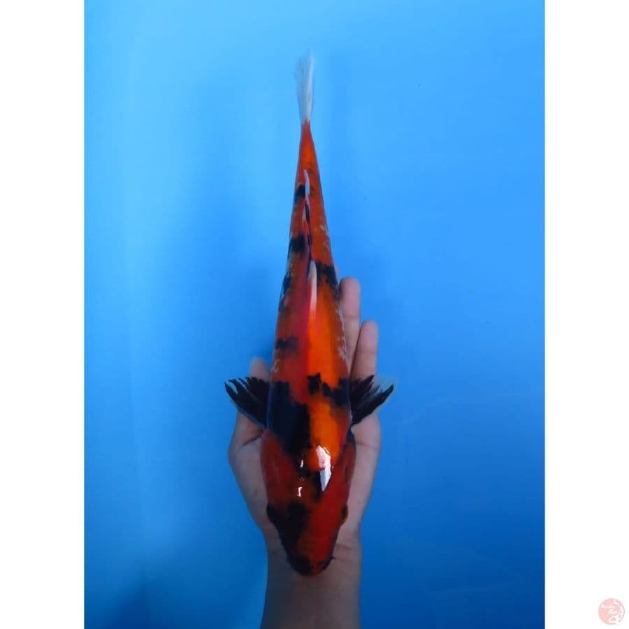Hi Showa - 31cm 
