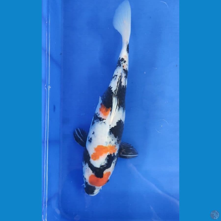 Showa original 36 cm