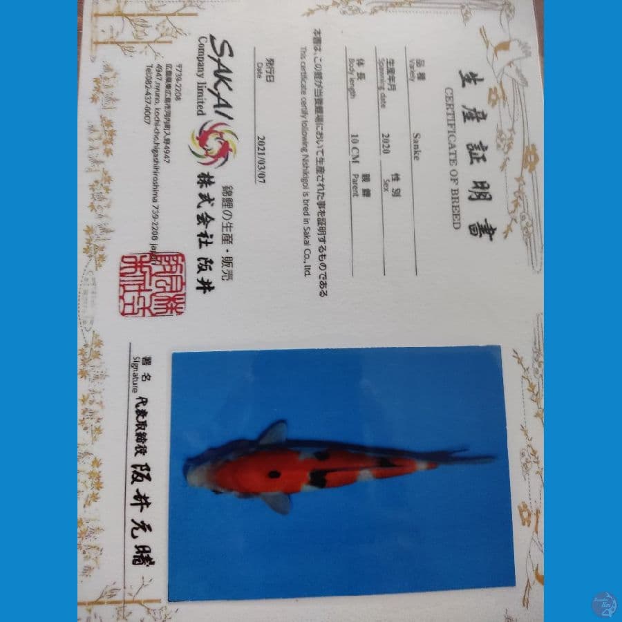 SANKE 30BU SAKAI