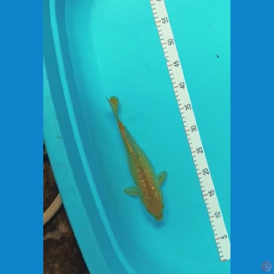 ginrin 28 cm
