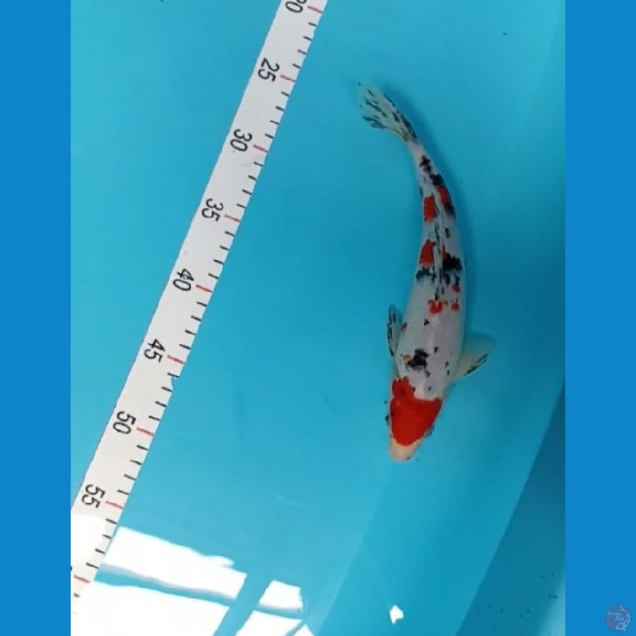 shanke 26 cm